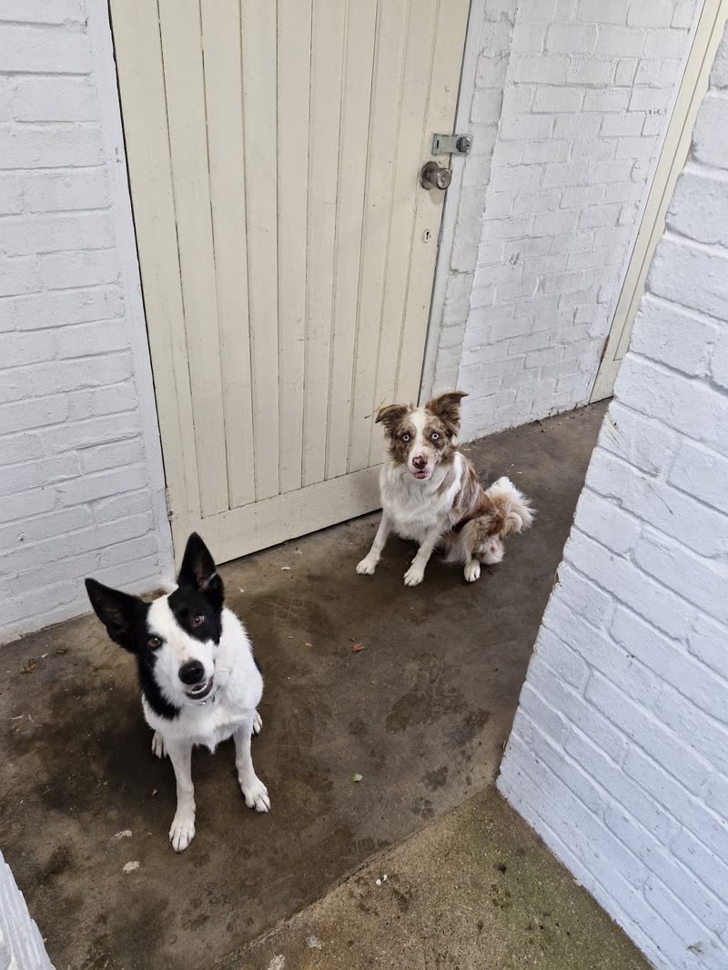 A border collie and a smaller spotted dog sitting in a yard by a white gate
