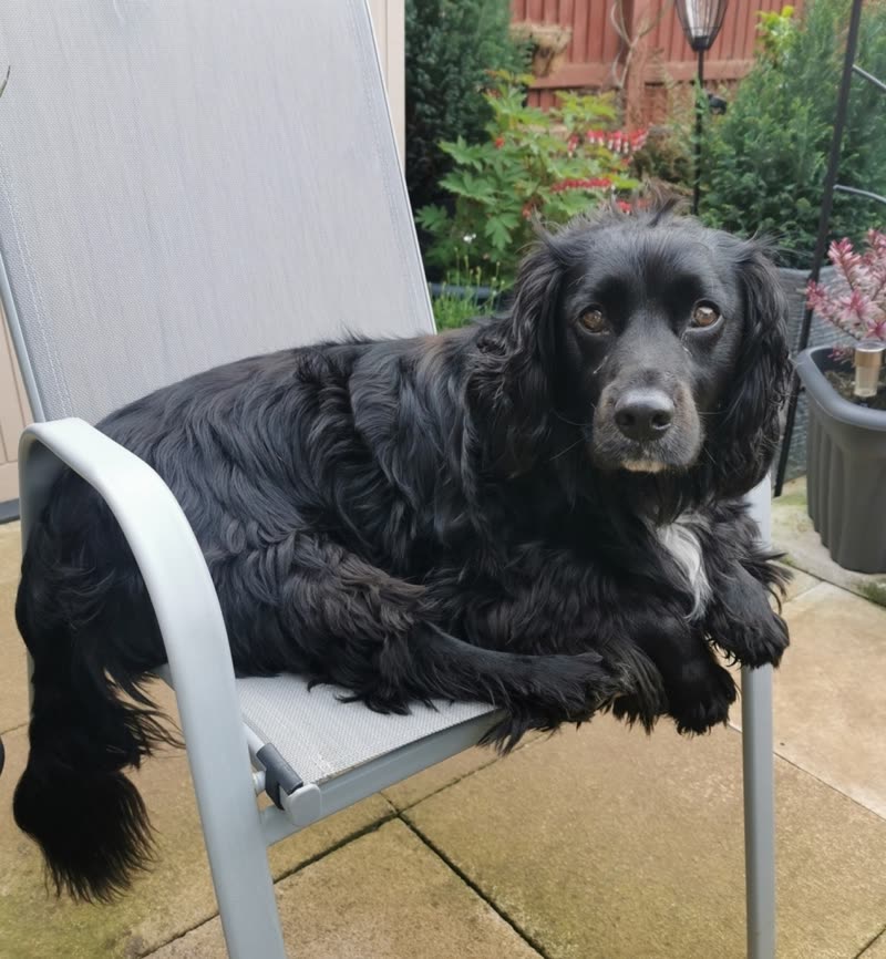 A black cocker spaniel lying on a garden chair in the sun