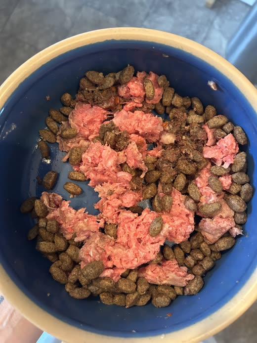 A blue bowl of dry kibble topped with fresh raw minced meat