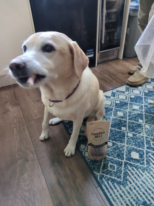 A cream Labrador sitting beside a small tub of treats