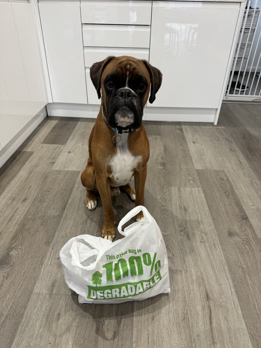 A boxer in a kitchen behind a bag of delivered products